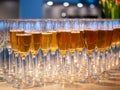 a row of glasses filled with champagne are lined up ready to be served Royalty Free Stock Photo