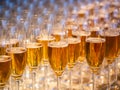 a row of glasses filled with champagne are lined up ready to be served Royalty Free Stock Photo