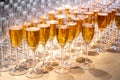 a row of glasses filled with champagne are lined up ready to be served Royalty Free Stock Photo