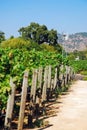 A row of grape vines grow in a fertile valley Royalty Free Stock Photo