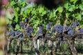 Row of Grapes Ready for Harvest in Italy Royalty Free Stock Photo