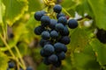Row of grapes with vine leafs Royalty Free Stock Photo