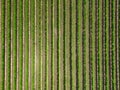 Long Island vineyard farm field as seen from above