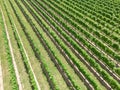 Long Island vineyard farm field as seen from above