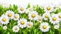 A row of grass and daisy flowers serves as a backdrop for outdoor grasslands Royalty Free Stock Photo