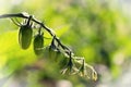 Row of green cherry tomatoes on a vine Royalty Free Stock Photo