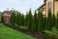 green coniferous ornamental trees in the grass outside a brown fence