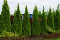 A row of green coniferous ornamental trees near a brown fence
