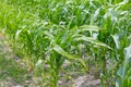Row of green corn maize growing in the field in summer. Royalty Free Stock Photo