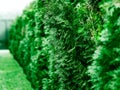 Row of green fir tree bokeh object background