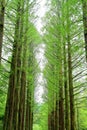 Row of green ginkgo trees in the park at Namiseom or nami Island