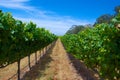 Row of Green Grapes Vineyard Royalty Free Stock Photo