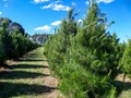 A row of green pine trees in spring ready to be harvested for Christmas Royalty Free Stock Photo