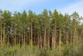 A row of green pines on the edge of the forest