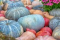Row of green pumpkins among orange vegetables autumn background Royalty Free Stock Photo