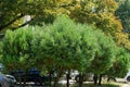 A row of green round coniferous ornamental trees on the sidewalk in a city park