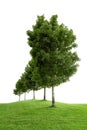 Row of green trees Royalty Free Stock Photo