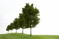 Row of green trees Royalty Free Stock Photo