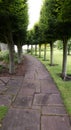 Row of green trees curving round paved path