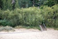 A row of green bushes with wooden stairs leading to the beach Royalty Free Stock Photo