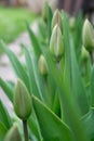 A row of green, unopened buds of spring tulips, along a blurry visible garden path. Royalty Free Stock Photo