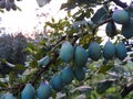 A row of green, unripe plums on a branch