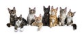 Row / group of eight multi colored Maine Coon cat kittens isolated on a white background