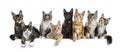 Row / group of eight multi colored Maine Coon cat kittens isolated on a white background Royalty Free Stock Photo