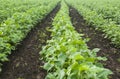 Row of growing Cotton field in India. Royalty Free Stock Photo