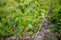 row of growing raspberries with drip irrigation on a farm. Growing berries Royalty Free Stock Photo