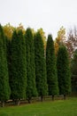 A row of growing western thujas in an autumn garden Royalty Free Stock Photo