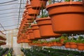 Row of hanging baskets growing in greenhouse Royalty Free Stock Photo