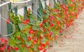 hanging red impatiens flowers with water delivery system in Spring