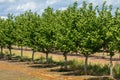 Hazelnut Filbert Trees in an Orchard in the Willamette Valley