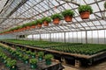 Row upon row of healthy plants begining to grow, Sunny Side Gardens, Saratoga Springs, New York, 2017