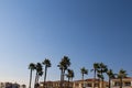 Row of high palm trees over tops of houses of the background of beautiful blue sky. Horizontal with copy space about Royalty Free Stock Photo