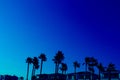 Row of high palm trees over tops of houses of the background of clean sky. Real estate, villa near the sea, luxury Royalty Free Stock Photo