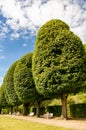 Row of high trees at the Rogalin park