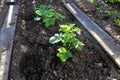 A row of hilled potatoes growing in the garden Royalty Free Stock Photo