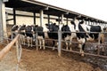 Row of Holstein dairy cows in a feedlot