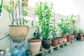 Organic flowers, vegetable and herbs pots over balcony garden of public housing in Singapore Royalty Free Stock Photo