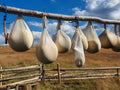 Row of homemade cheese hung on wooden stick to dry traditionally in the sheepfold Royalty Free Stock Photo