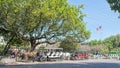 A row of horse drawn carriages on the street outside a park