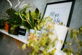 Row of houseplants in flower pots on the wooden shelf Royalty Free Stock Photo