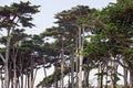 Row of Intersecting Pine Trees at Golden Gate Park, San Francisco