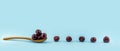 a row of juicy summer cherry on a wooden spoon on a pure blue background
