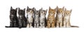 Row kittens on white background Royalty Free Stock Photo