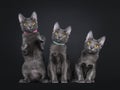 Row of 3 Korat kittens on black background Royalty Free Stock Photo