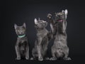 Row of 3 Korat kittens on black background Royalty Free Stock Photo