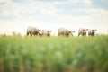 row of lambs feeding in unison in a pasture